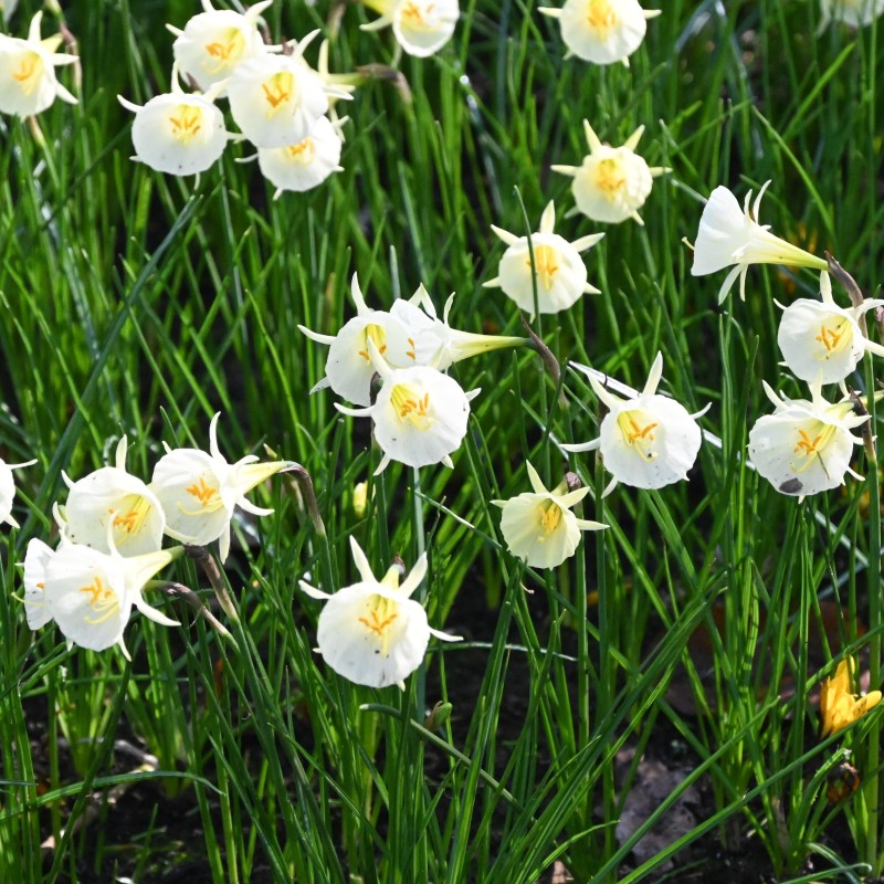 Narcissus 'Arctic Bells'