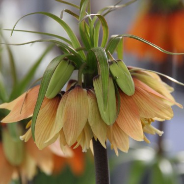 Fritillaria 'Early Fantasy'