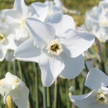 Narcissus 'Arctic Gem'