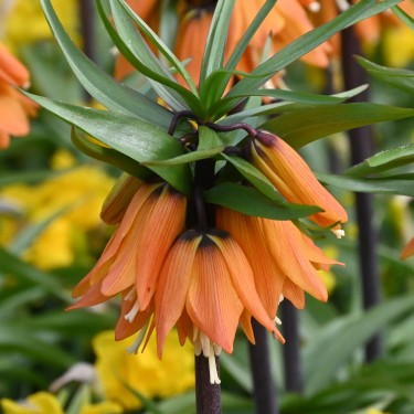 Fritillaria 'Early Dream'