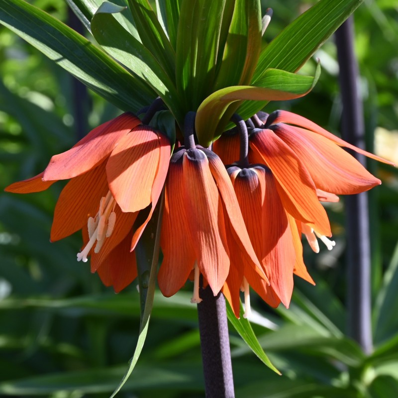 Fritillaria 'Garland Star'