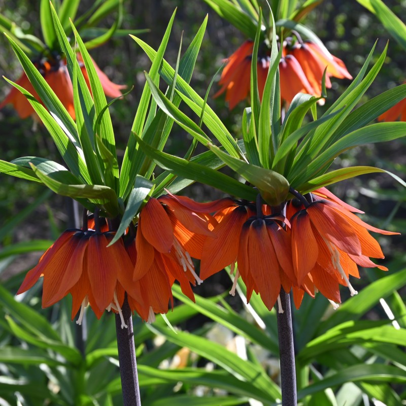 Fritillaria 'Garland Star'