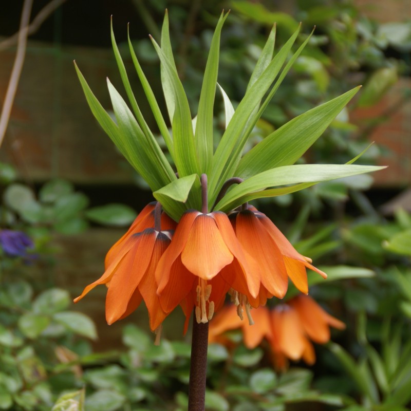 Fritillaria 'Garland Star'