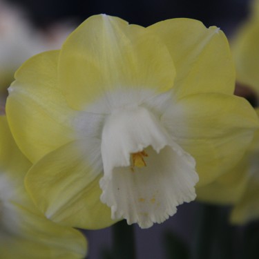 Narcissus 'Avalon'