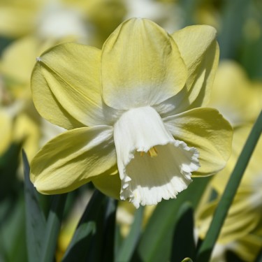 Narcissus 'Avalon'