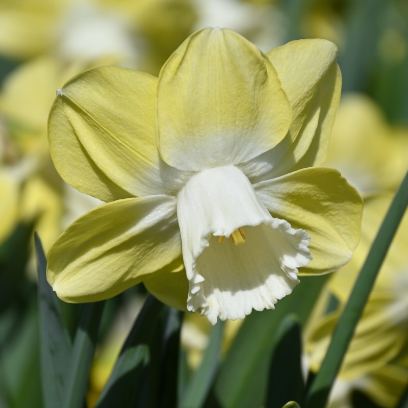 Narcissus 'Avalon'