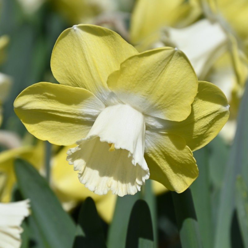 Narcissus 'Avalon'