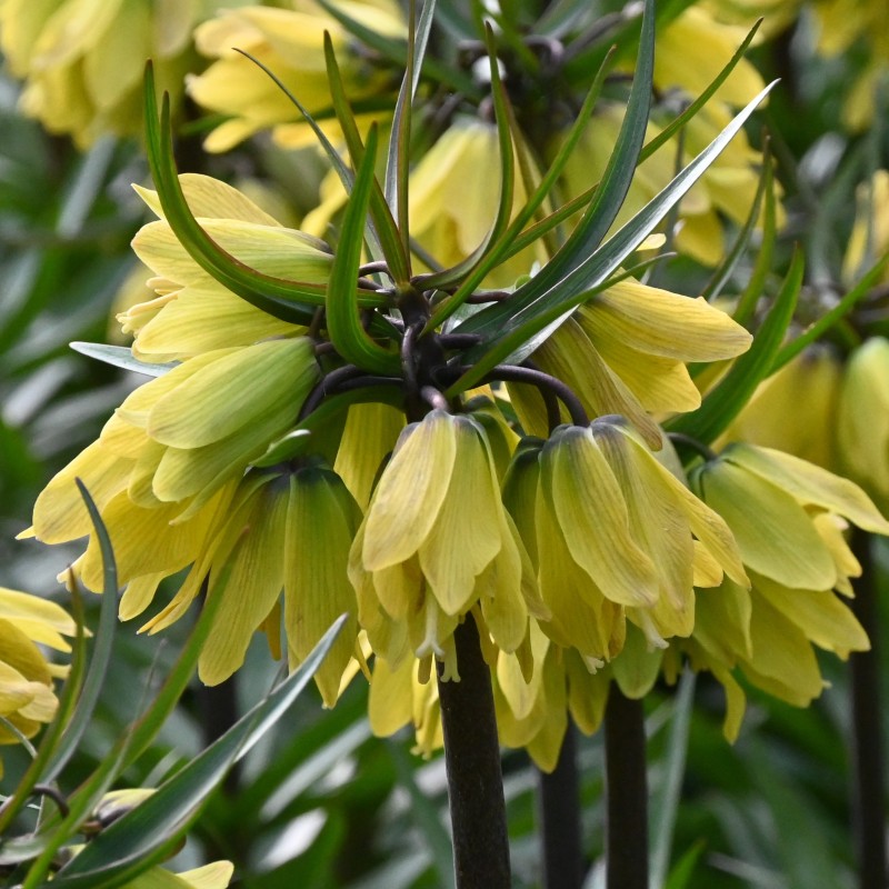 Fritillaria 'Helena'