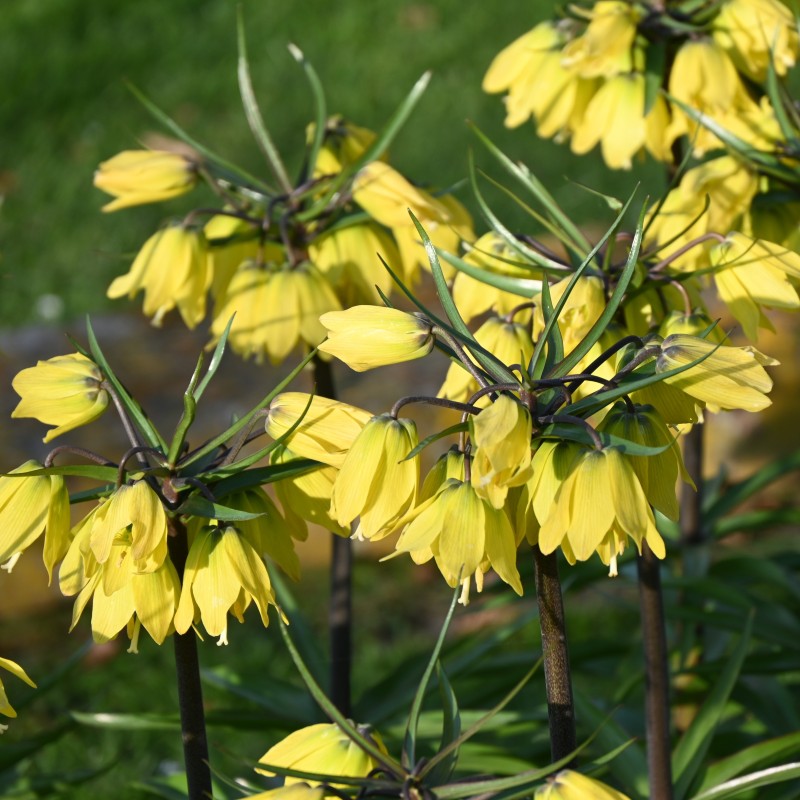 Fritillaria 'Helena'