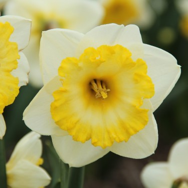 Narcissus 'Bright Sun'