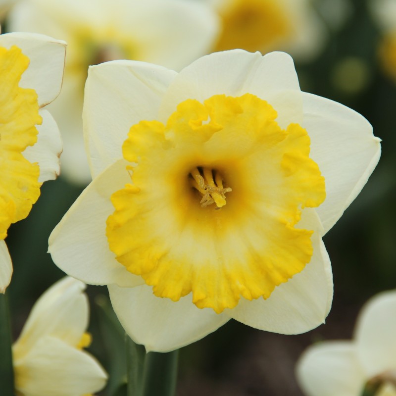 Narcissus 'Bright Sun'