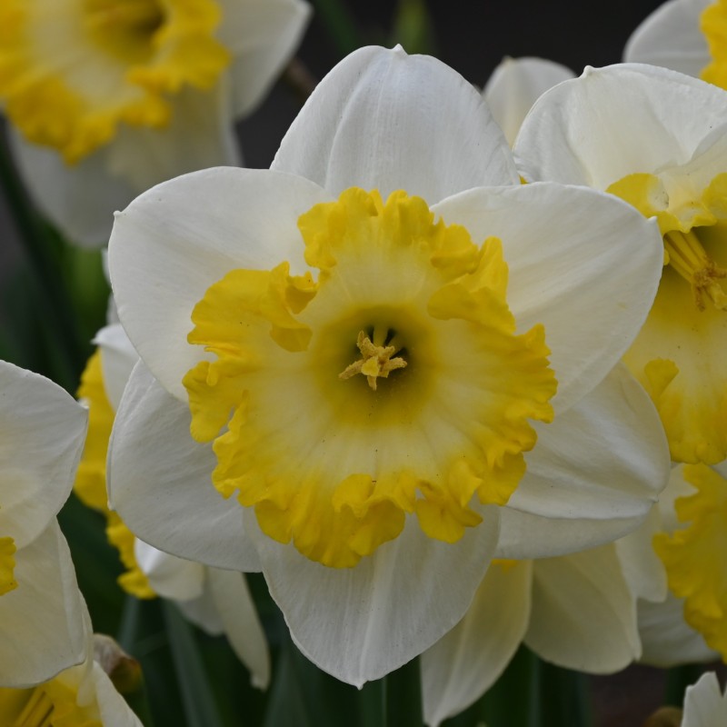 Narcissus 'Bright Sun'