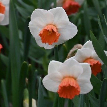 Narcissus 'Brook Ager'
