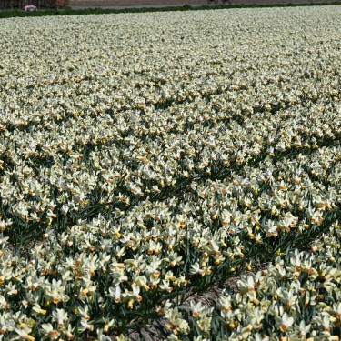 Narcissus 'Carice'