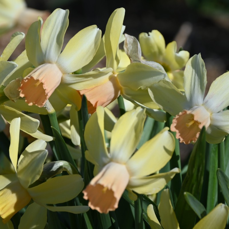 Narcissus 'Carice'