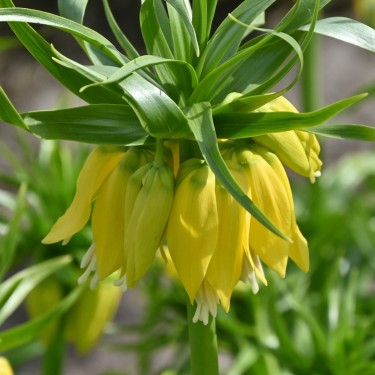 Fritillaria 'Maxima Lutea'