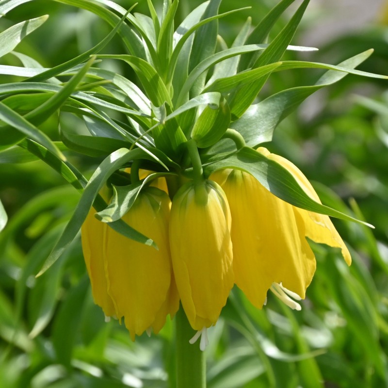 Fritillaria 'Maxima Lutea'