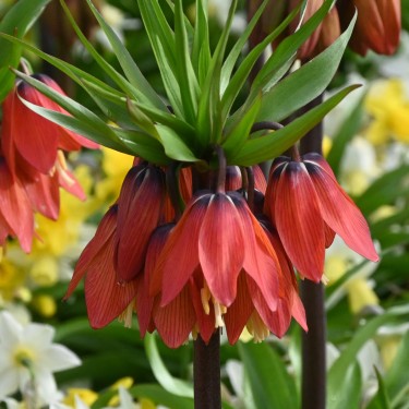 Fritillaria 'Red Beauty'