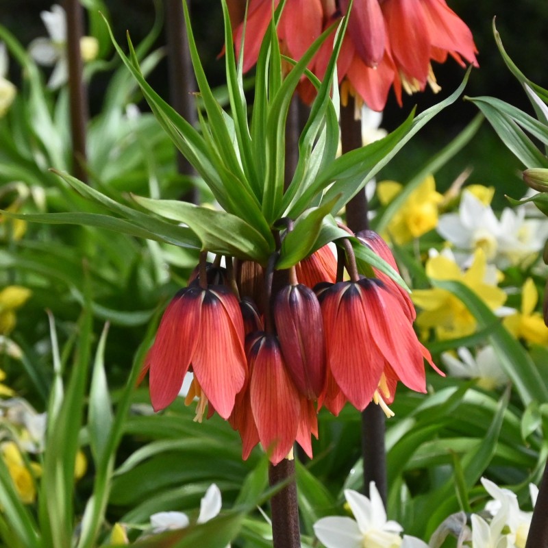 Fritillaria 'Red Beauty'