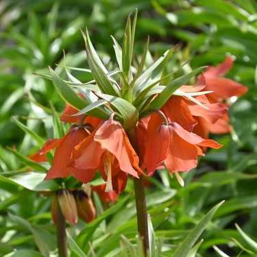 Fritillaria eduardii 'Sunrise'
