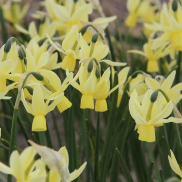 Narcissus 'Chipper'
