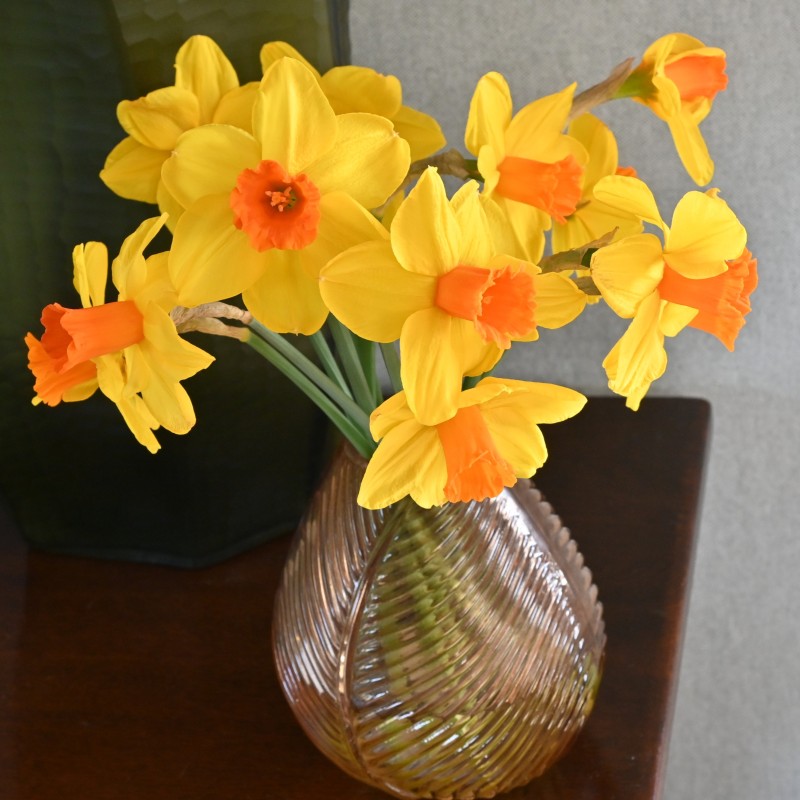 Narcissus 'Classic Garden'