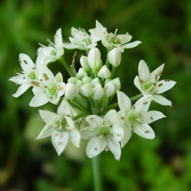 Allium tuberosum