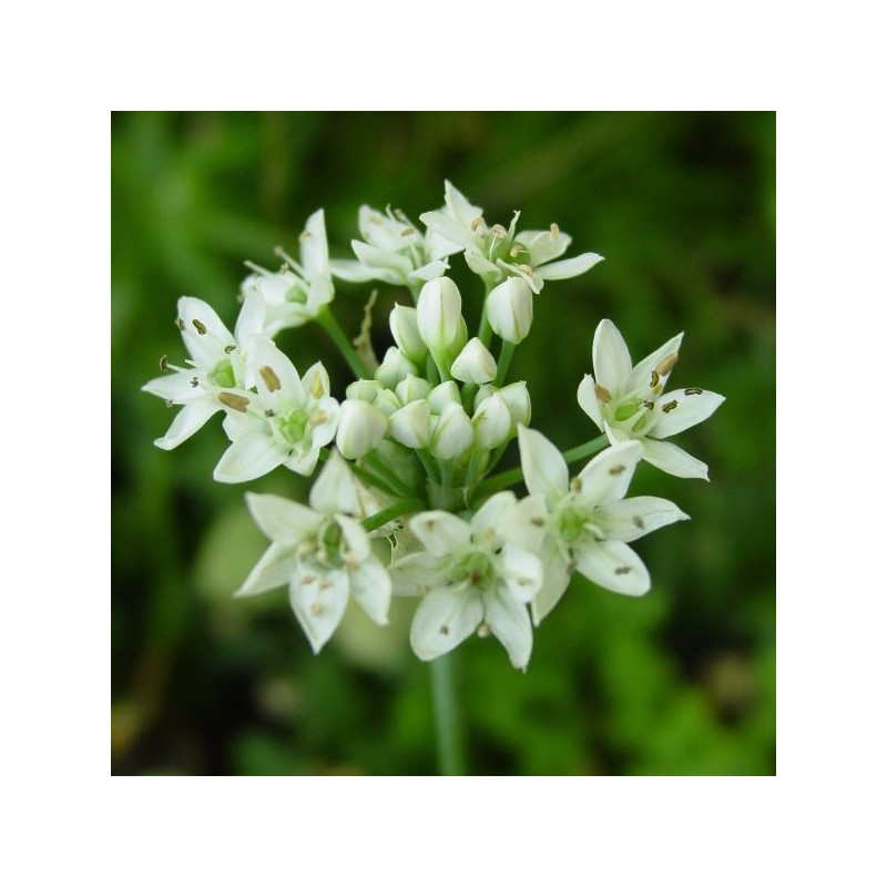 Allium tuberosum