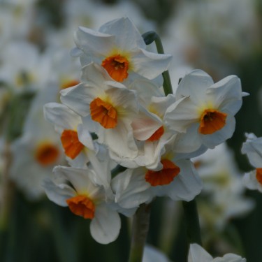 Narcissus 'Cragford'