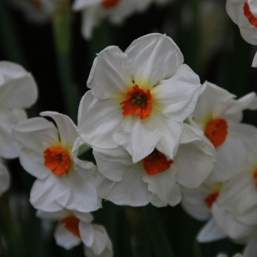 Narcissus 'Cragford'