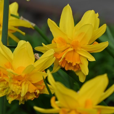 Narcissus 'Double Itzim'