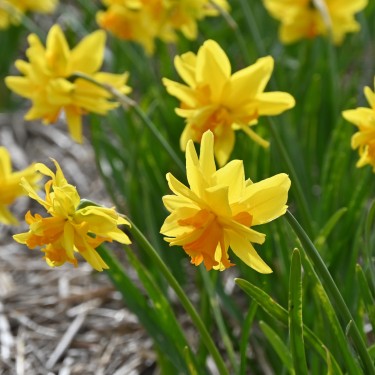 Narcissus 'Double Itzim'