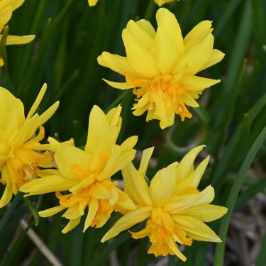 Narcissus 'Double Itzim'