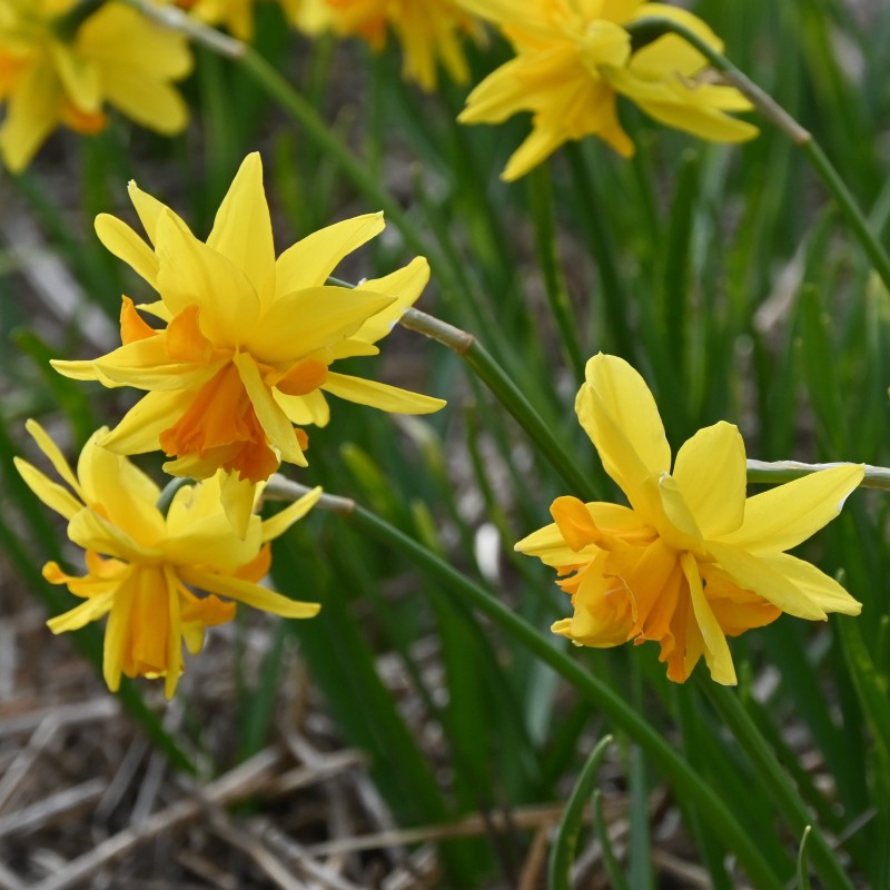 Narcissus 'Double Itzim'
