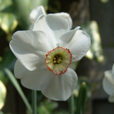 Narcissus 'Dreamlight'