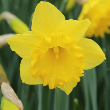 Narcissus 'Dutch Master'