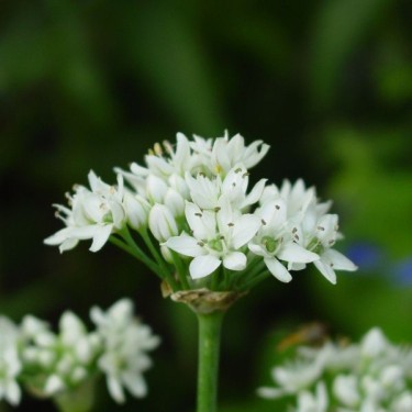 Allium tuberosum