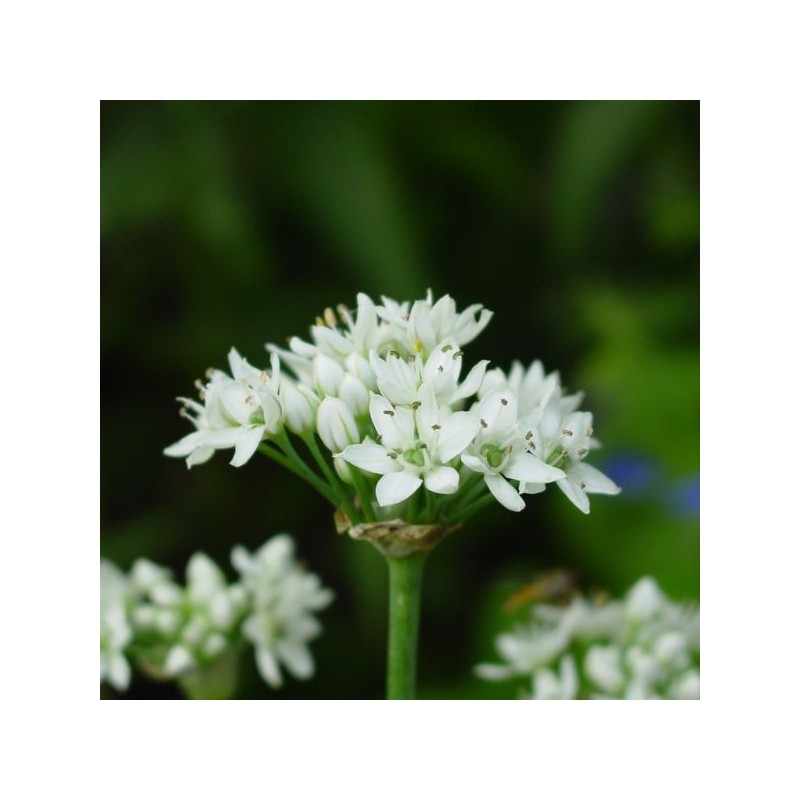Allium tuberosum