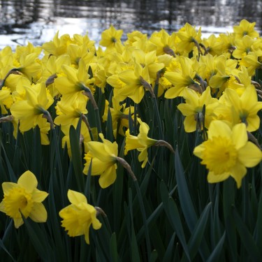 Narcissus 'Dutch Master'