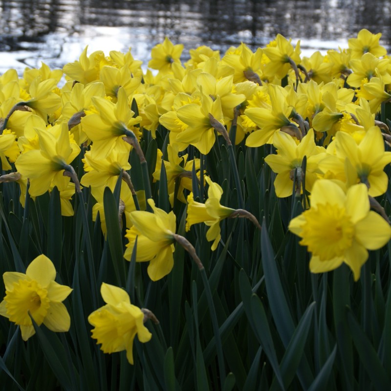 Narcissus 'Dutch Master'
