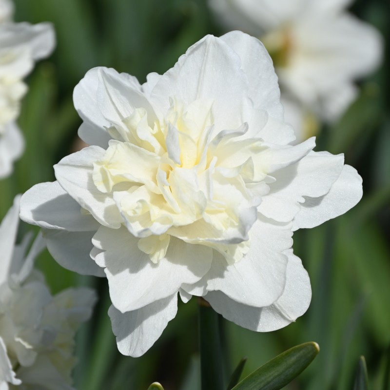 Narcissus 'Easter Born'