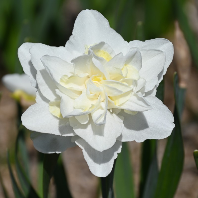 Narcissus 'Easter Born'