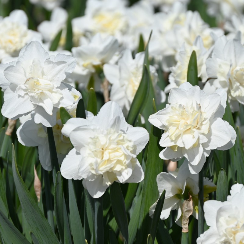 Narcissus 'Easter Born'