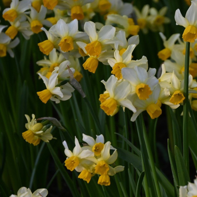 Narcissus 'Eaton Song'