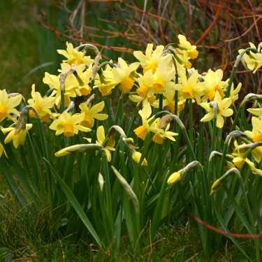 Narcissus 'Eaton Song'