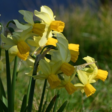 Narcissus 'Eaton Song'