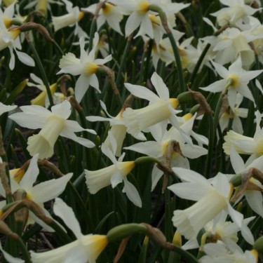 Narcissus 'Elka'