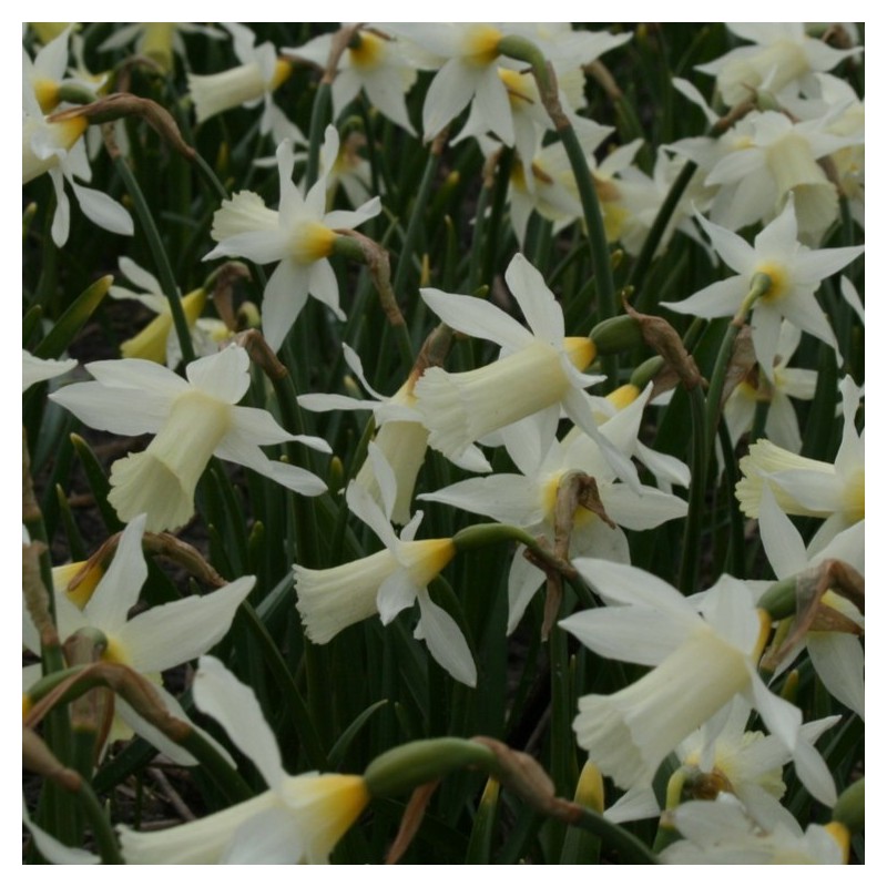 Narcissus 'Elka'
