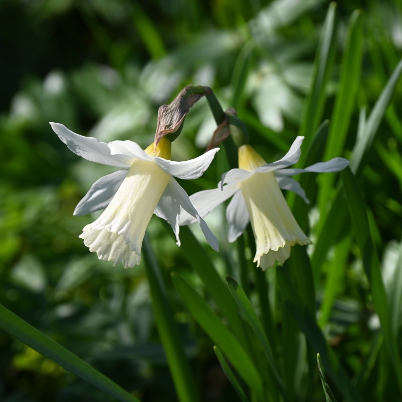 Narcissus 'Elka'