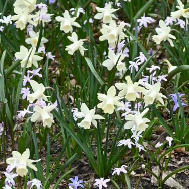 Narcissus 'Elka'
